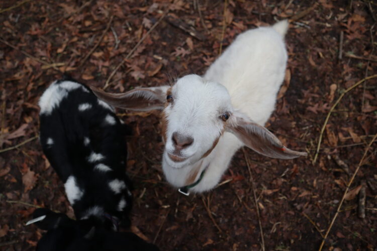 Training Young Goats: Part 1